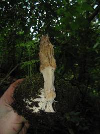 Morchella rufobrunnea image