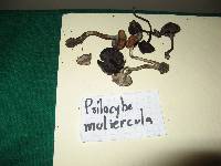 Psilocybe muliercula image