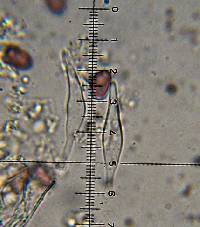 Psilocybe aztecorum image