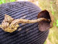 Psilocybe zapotecorum image