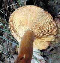 Lactarius volemus image