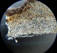 Psathyrella corrugis image