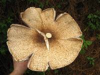 Agaricus augustus image