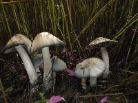 Psilocybe caerulescens image