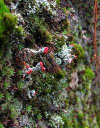 Cladonia didyma image