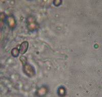 Psilocybe zapotecorum image