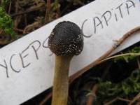 Elaphocordyceps capitata image