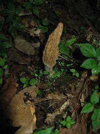 Morchella rufobrunnea image