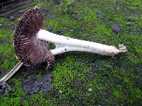 Psathyrella candolleana image