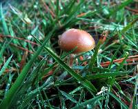 Psilocybe aztecorum image