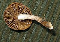 Inocybe curvipes image