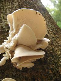 Pleurotus ostreatus image
