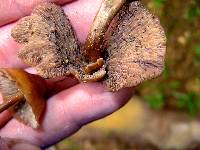 Psilocybe muliercula image