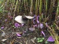 Psilocybe caerulescens image