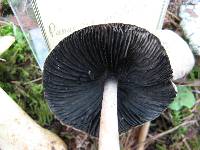 Panaeolus antillarum image