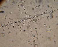 Psilocybe muliercula image