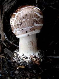 Chlorophyllum brunneum image