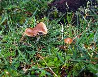 Psilocybe aztecorum image