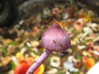 Inocybe geophylla var. lilacina image