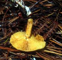 Gymnopilus sapineus image