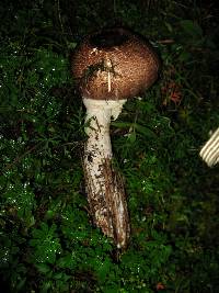 Agaricus augustus image