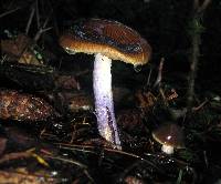 Cortinarius vanduzerensis image