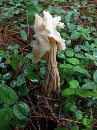 Helvella crispa image