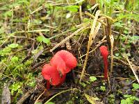 Hygrocybe cantharellus image