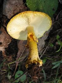 Amanita flavoconia var. inquinata image