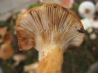 Lactarius volemus image