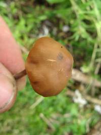 Psilocybe muliercula image