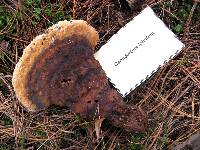 Ganoderma lobatum image