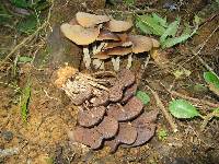 Psilocybe zapotecorum image