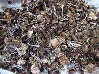 Psilocybe ovoideocystidiata image