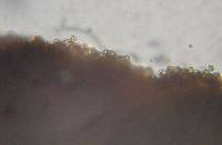 Inocybe calamistrata image