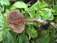 Psilocybe muliercula image