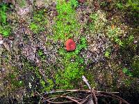 Lactarius fragilis image