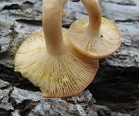 Lactarius chrysorrheus image