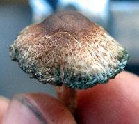 Leucoagaricus caerulescens image