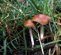 Psilocybe aztecorum image