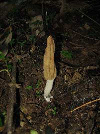 Morchella rufobrunnea image