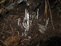 Clavaria fragilis image