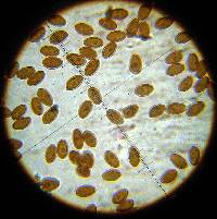 Psilocybe cyanescens image