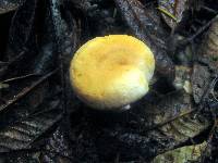 Hydnum umbilicatum image