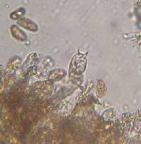 Inocybe calamistrata image