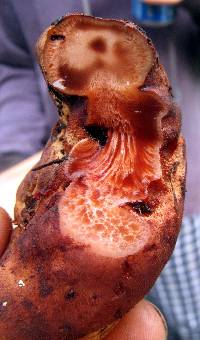 Fistulina hepatica image