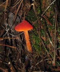 Hygrocybe conica image