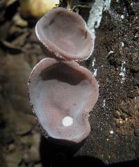 Auricularia nigricans image