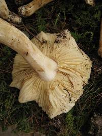 Tricholoma sejunctum image