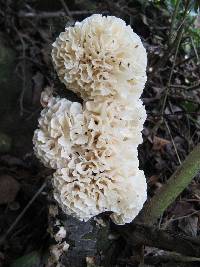 Hydnopolyporus palmatus image